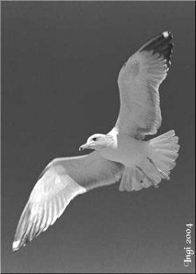 Möwe
